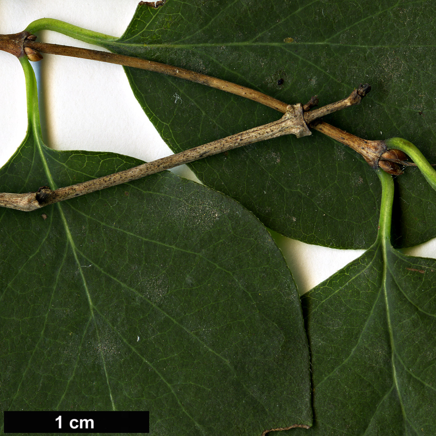 High resolution image: Family: Caprifoliaceae - Genus: Symphoricarpos - Taxon: albus - SpeciesSub: var. laevigatus